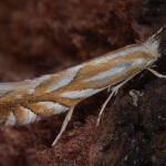 Phyllonorycter distentella  &copy;  Horst Pichler