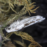 Kessleria fasciapennella  &copy;  Bob Heckford