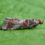 Acrobasis advenella  &copy;  Patrick Clement