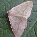 Hylaea fasciaria Barred Red &copy;  Paul Kitchener