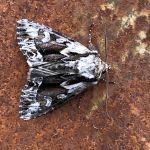 Hyppa rectilinea Saxon &copy;  Peter Hall