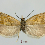 Dichrorampha velata  &copy;  František Kosorín